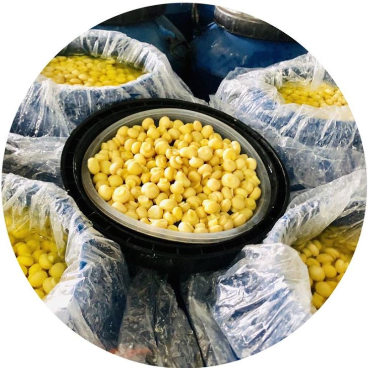 best-quality-medicine-mushroom-in-drum best-quality-medicine-mushroom-in-drum